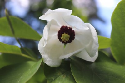 Magnolia sieboldii - šácholan Sieboldův - květ